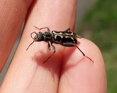 Neoclytus conjunctus