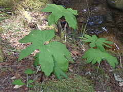 Petasites frigidus palmatus