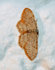 Idaea incisaria