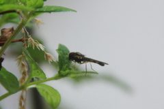 Bacchini
