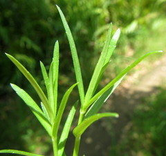 Monopsis stellarioides