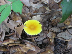 Amanita flavivolva