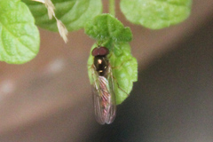 Bacchini