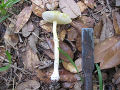Amanita flavivolva