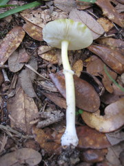 Amanita flavivolva