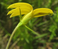 Monopsis stellarioides