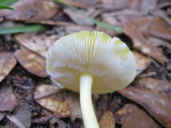 Amanita flavivolva