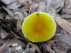 Amanita flavivolva