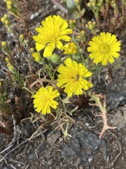 Malacothrix foliosa foliosa