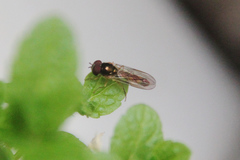 Bacchini
