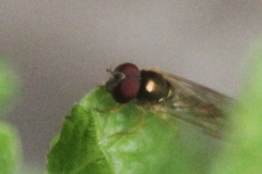 Bacchini