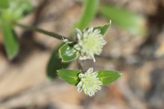 Alternanthera denticulata