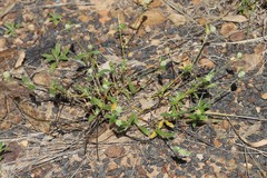 Alternanthera denticulata