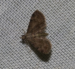 Eriopithex recensitaria