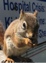 Tamiasciurus hudsonicus