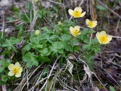 Trollius laxus laxus