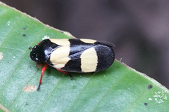 Sphenorhina