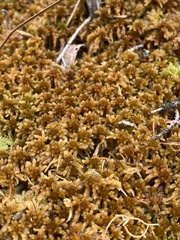 Sphagnum fuscum