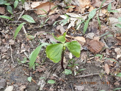 Trillium flexipes
