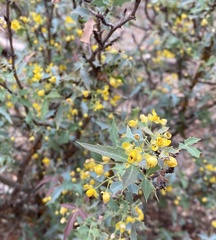 Berberis fremontii