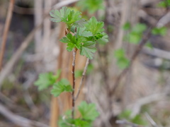 Ribes hirtellum