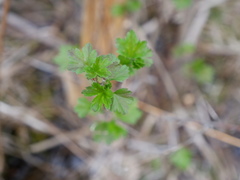Ribes hirtellum