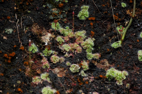 Drosera burmanni
