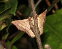 Lopharthrum comprimens