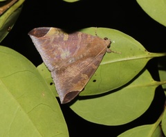 Pindara illibata