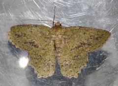 Herochroma viridaria