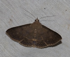 Hypospila bolinoides