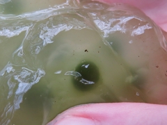 Oophila amblystomatis