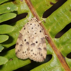 Giaura multipunctata