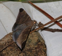 Platyja ciacula
