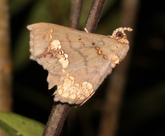 Lopharthrum comprimens