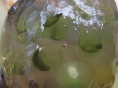 Oophila amblystomatis