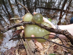 Oophila amblystomatis