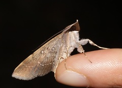 Hypospila bolinoides