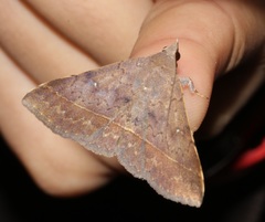 Hypospila bolinoides