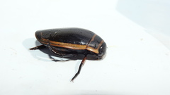 Dytiscus harrisii