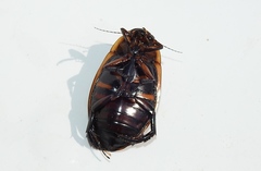 Dytiscus harrisii