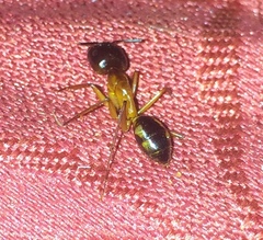Camponotus maculatus