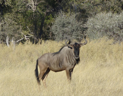 Connochaetes taurinus