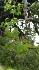 Pyrus bourgaeana