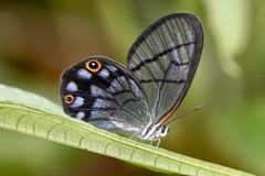 Pseudohaetera mimica