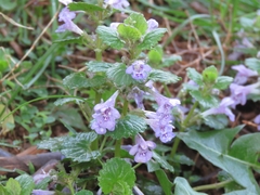 Glechoma hederacea