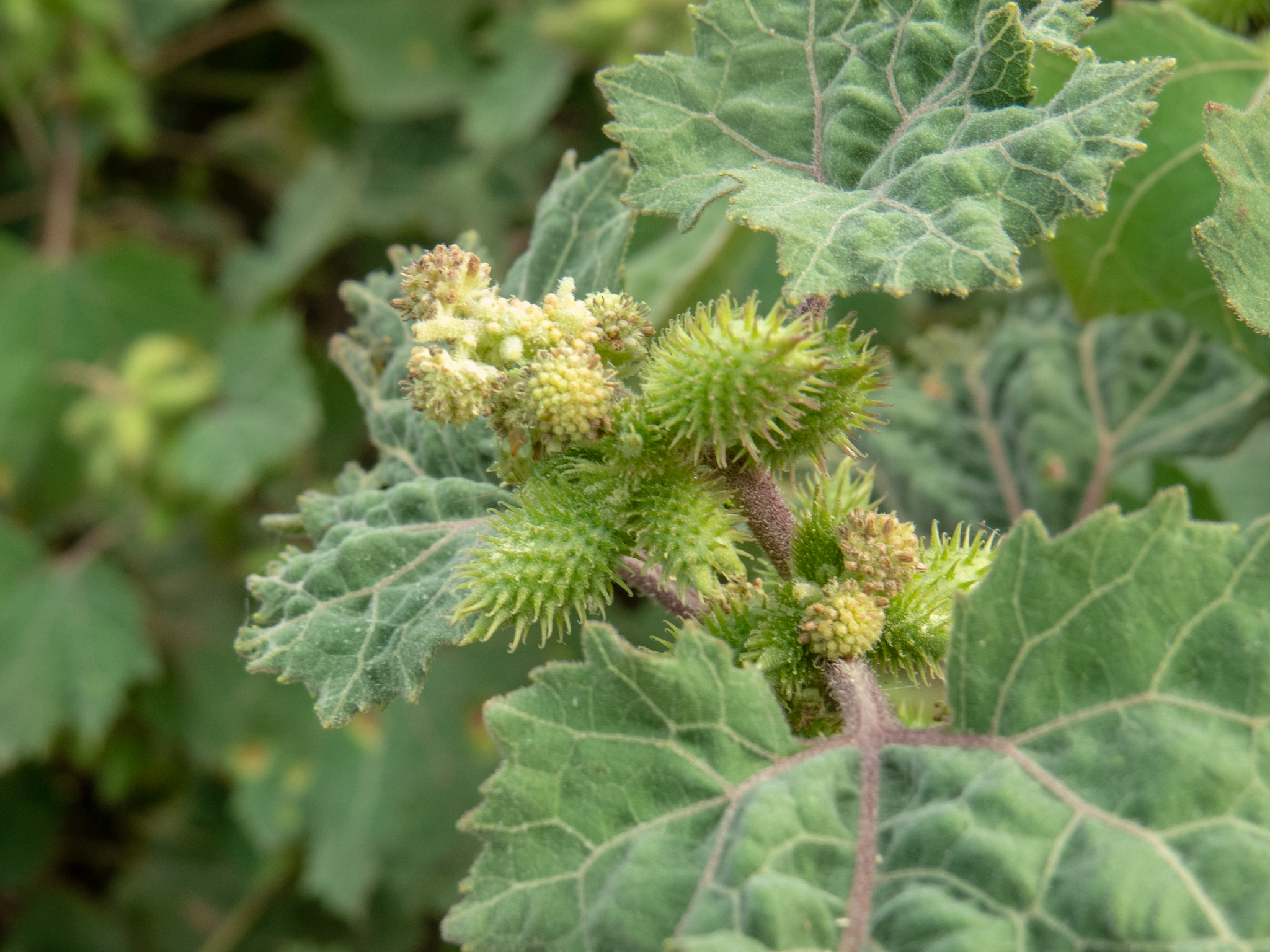 Xanthium strumarium