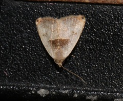 Rivula basalis