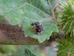 Cyphonia clavigera
