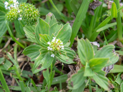Spermacoce palustris